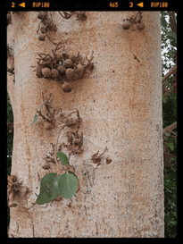 diaporama th�matiques